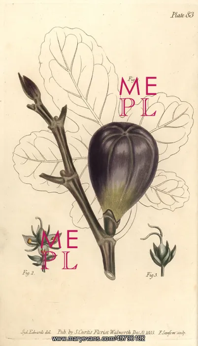 : Fig, Ficus carica : Fig, Ficus carica