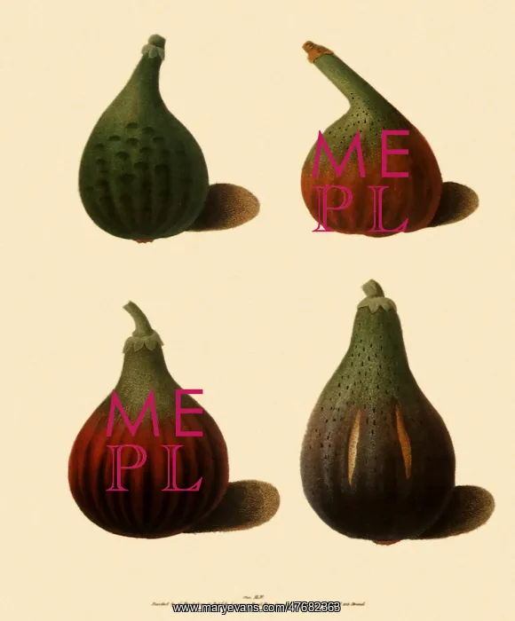  : Fig, Ficus carica