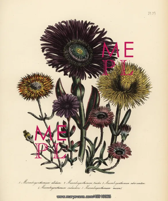 : Fig marigold species : Fig marigold species