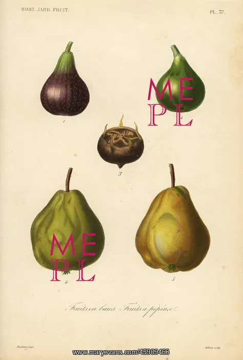 : Fig, medlar and quince : Fig, medlar and quince