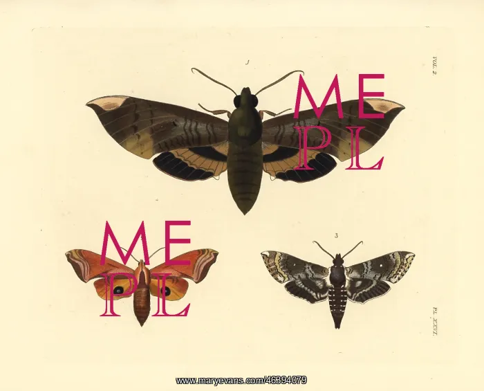  : Fig sphinx, huckleberry sphinx and pawpaw sphinx moths
