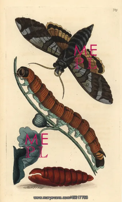 : Fig sphinx moth, Pachylia ficus : Fig sphinx moth, Pachylia ficus