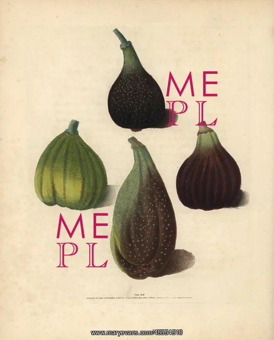 : Fig varieties, Ficus carica : Fig varieties, Ficus carica