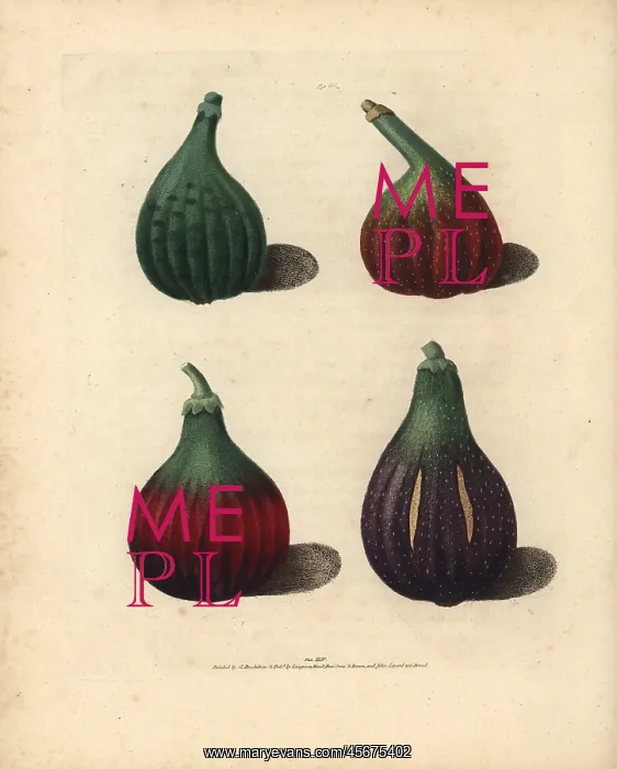 : Fig varieties, Ficus carica : Fig varieties, Ficus carica