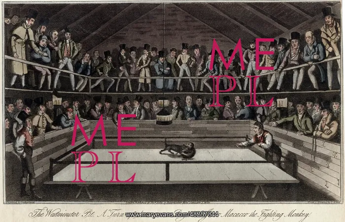 : Fight between Jacko Maccacco and a dog - monkey-baiting : Fight between Jacko Maccacco and a dog - monkey-baiting