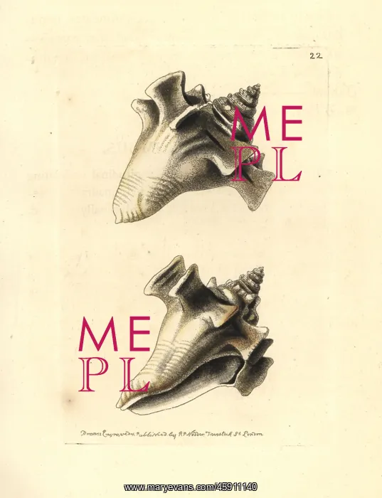 : Fighting conch, Strombus pugilis : Fighting conch, Strombus pugilis