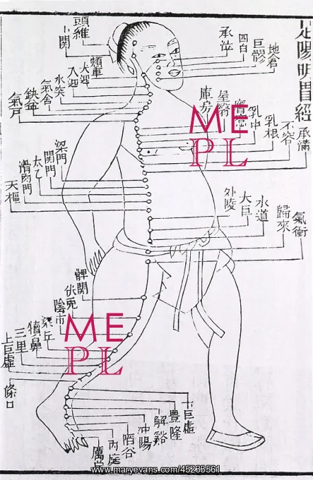 : Figure with acupuncture points and meridian ? : Figure with acupuncture points and meridian ?