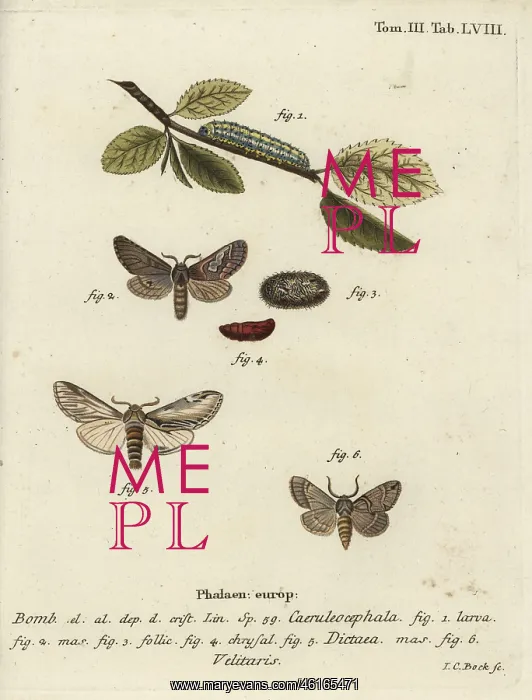 : Figure of eight, swallow prominent and Drymonia : Figure of eight, swallow prominent and Drymonia