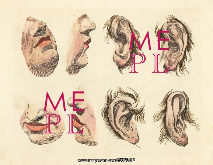: Figures of noses, chins, mouths, lips and ears : Figures of noses, chins, mouths, lips and ears