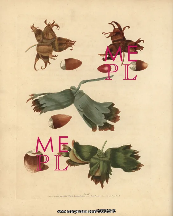 : Filbert varieties, Corylus avellana : Filbert varieties, Corylus avellana