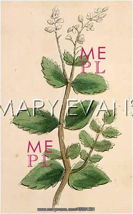 : FILIPENDULA ULNARIA : FILIPENDULA ULNARIA