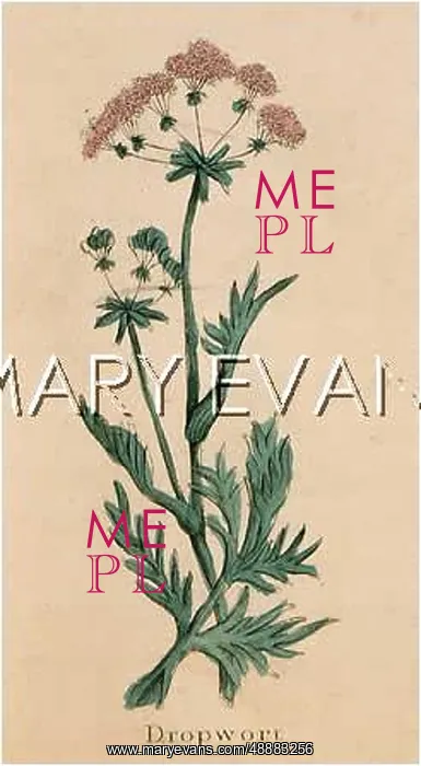  : FILIPENDULA VULGARIS