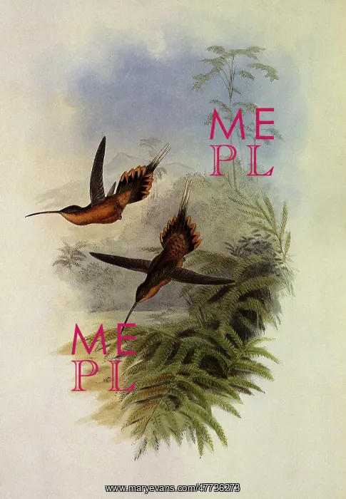 : De Filippi's Hermit, PhaEothornis Philippi : De Filippi's Hermit, PhaEothornis Philippi