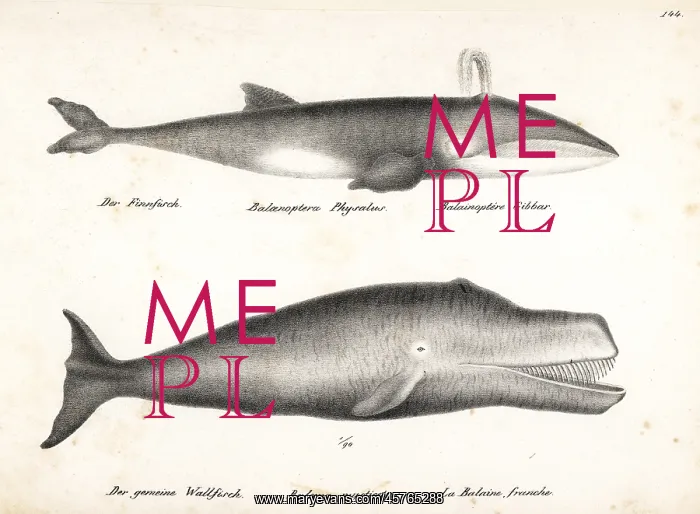 : Fin whale (endangered) and bowhead whale : Fin whale (endangered) and bowhead whale