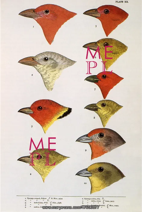  : Finch Heads