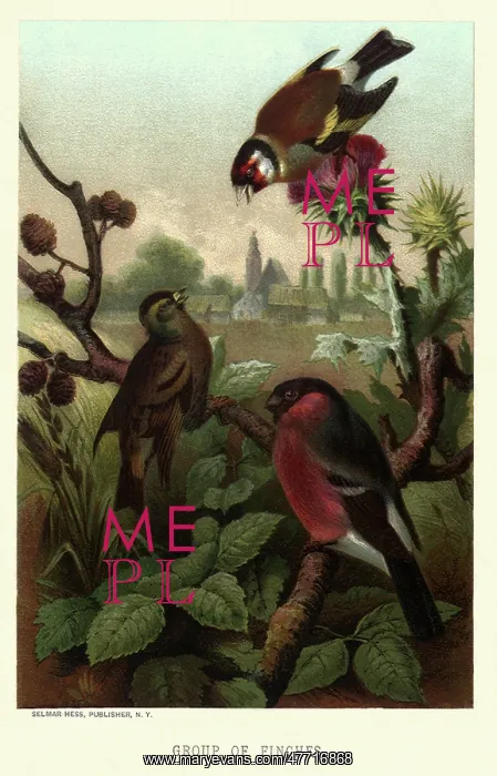  : Three Finches