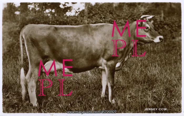 : A very fine example of a prime Jersey Cow : A very fine example of a prime Jersey Cow