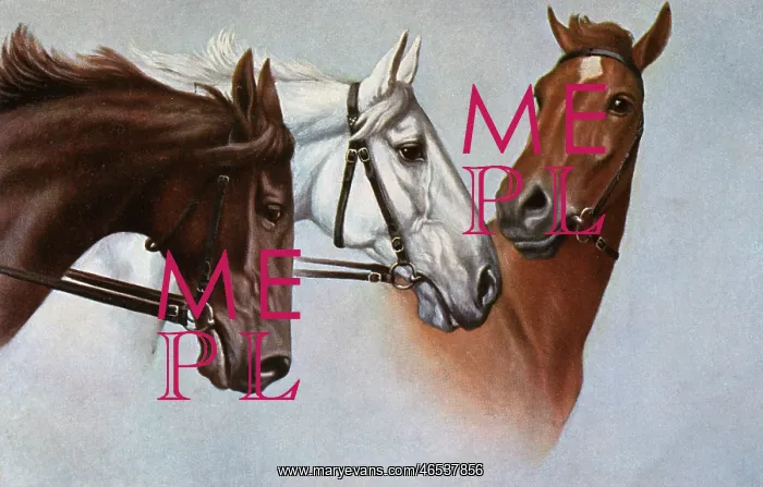 : Three fine horses : Three fine horses