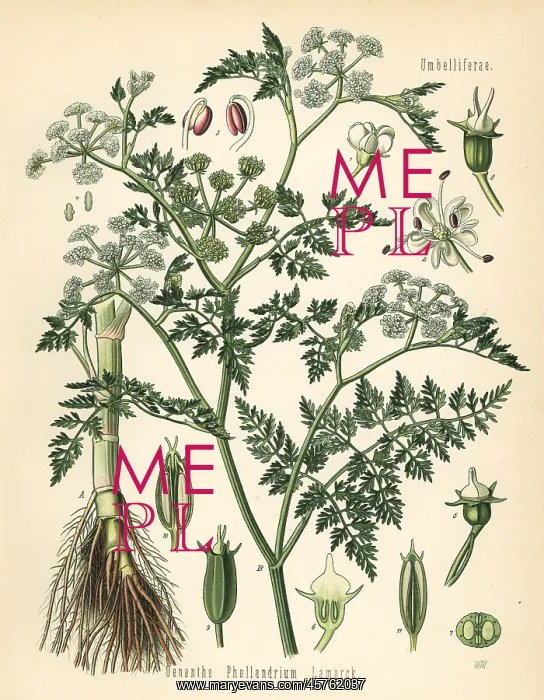 : Fine-leafed water dropwort, Oenanthe aquatica : Fine-leafed water dropwort, Oenanthe aquatica