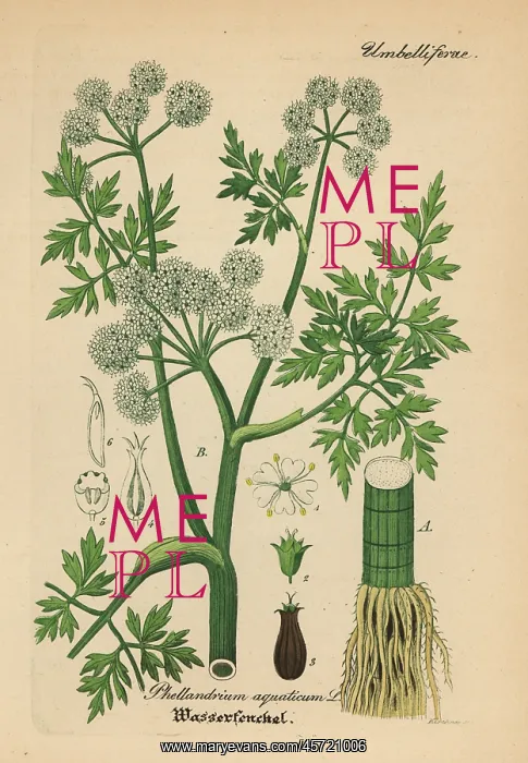 : Fine-leaved water-dropwort, Oenanthe aquatica : Fine-leaved water-dropwort, Oenanthe aquatica