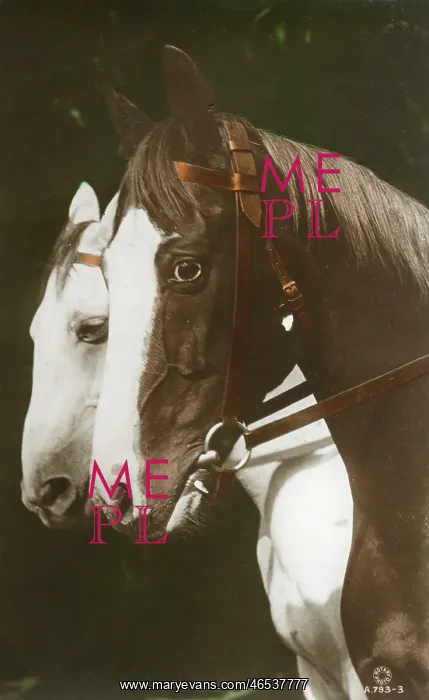  : A fine portrait of two horses