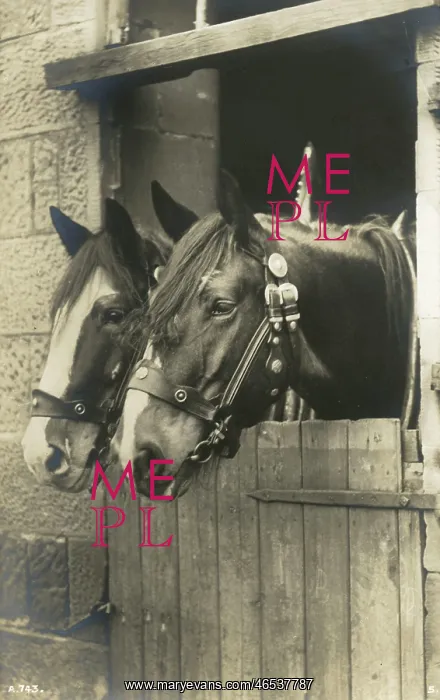 : A fine portrait of two working horses in their stall : A fine portrait of two working horses in their stall