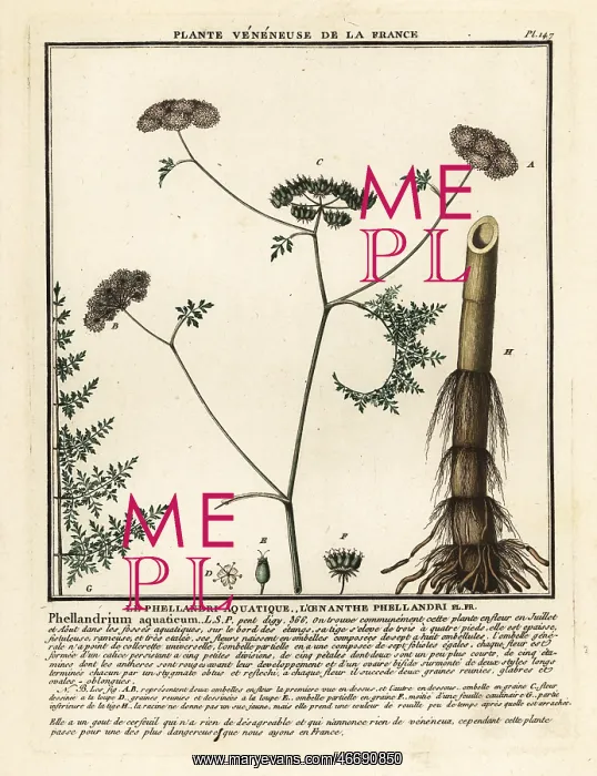 : Fineleaf water dropwort, Oenanthe aquatica : Fineleaf water dropwort, Oenanthe aquatica