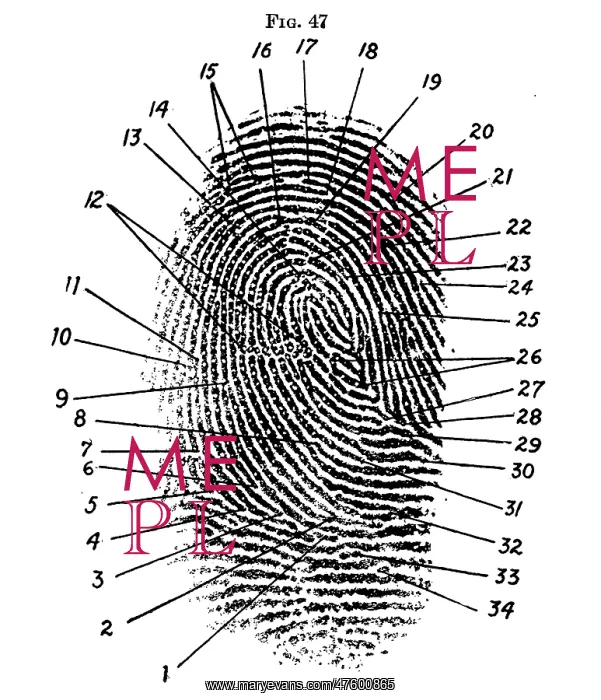 : Fingerprint Diagram, 1940 : Fingerprint Diagram, 1940