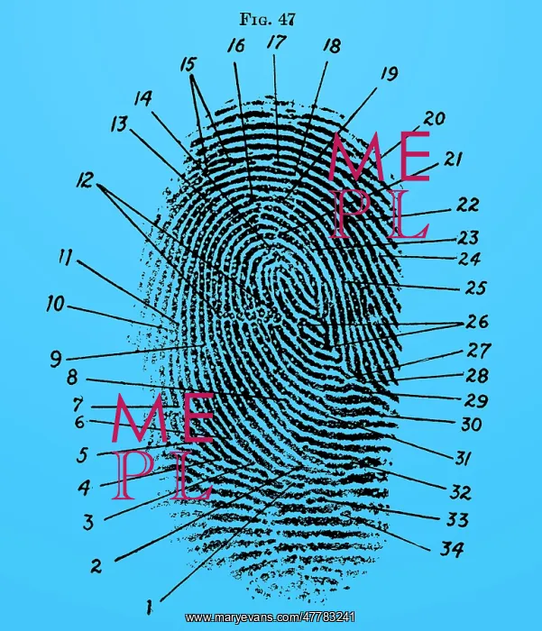 : Fingerprint Diagram, 1940 : Fingerprint Diagram, 1940