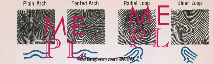 : Fingerprint Patterns : Fingerprint Patterns