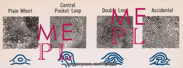 : Fingerprint Patterns : Fingerprint Patterns