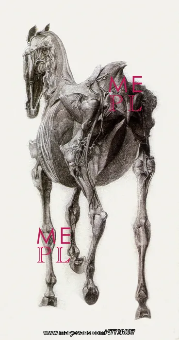  : Finished Study for the Fifteenth Anatomical Table, by Stubbs