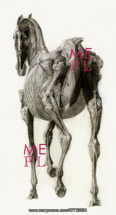 : Finished Study for Fourteenth Anatomical Table, by Stubbs : Finished Study for Fourteenth Anatomical Table, by Stubbs