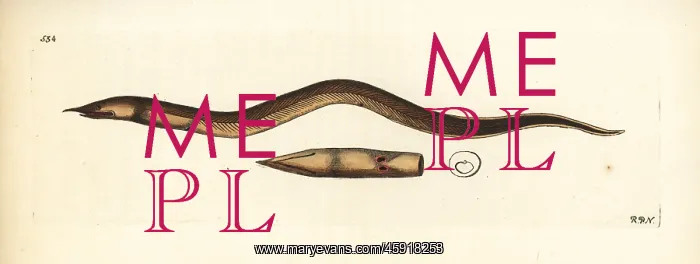  : Finny snake eel, Caecula pterygera