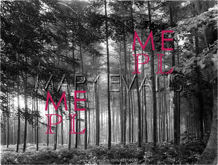 : FIR FOREST : FIR FOREST