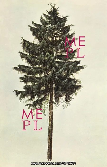  : Fir-Tree, by Durer