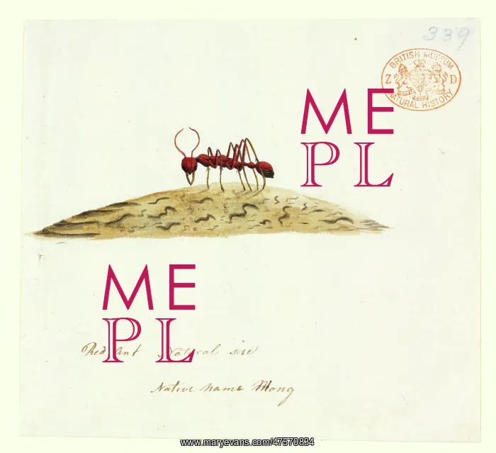 : Fire ant. Watercolour 405 by the Port Jackson Painter, entitled Mong, : Fire ant. Watercolour 405 by the Port Jackson Painter, entitled Mong,