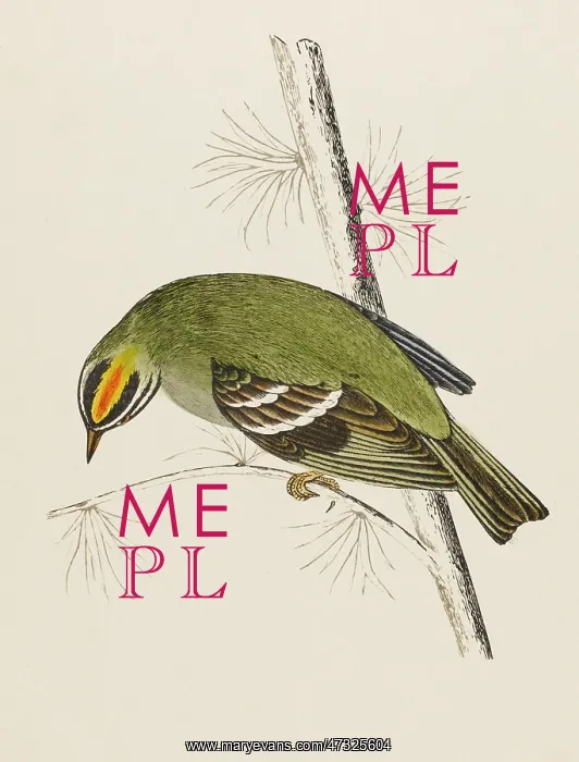 : FIRE-CRESTED WREN