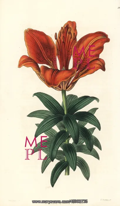 : Fire lily, Lilium bulbiferum : Fire lily, Lilium bulbiferum