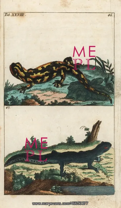 : Fire salamander and common newt : Fire salamander and common newt