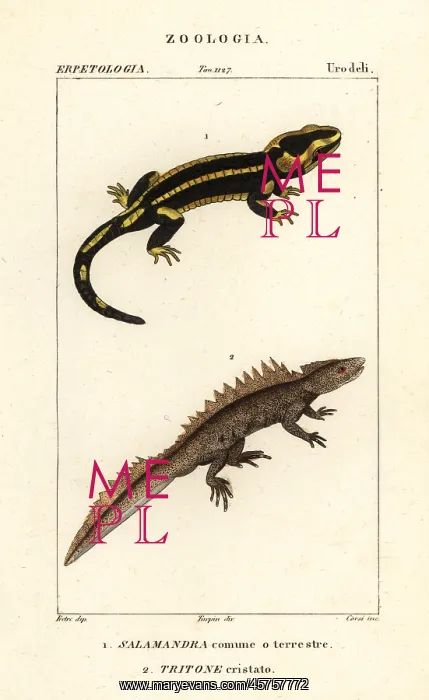 : Fire salamander and critically endangered great crested newt : Fire salamander and critically endangered great crested newt