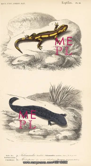 : Fire salamander and hellbender : Fire salamander and hellbender