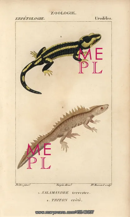 : Fire salamander, Salamandra salamandra, and : Fire salamander, Salamandra salamandra, and