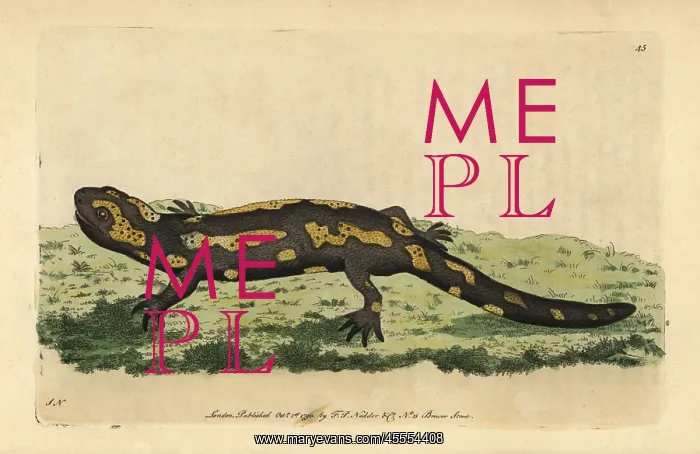 : Fire salamander, Salamandra salamandra : Fire salamander, Salamandra salamandra