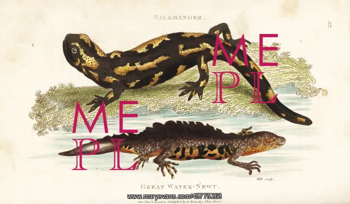 : Fire salamander and smooth newt : Fire salamander and smooth newt
