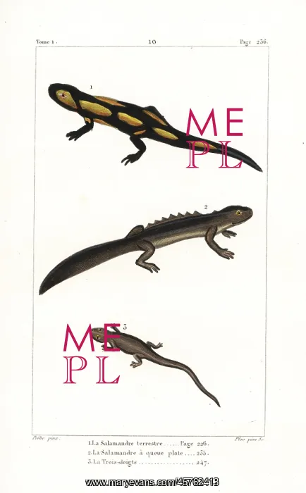 : Fire salamander, smooth newt and spectacled salamander : Fire salamander, smooth newt and spectacled salamander