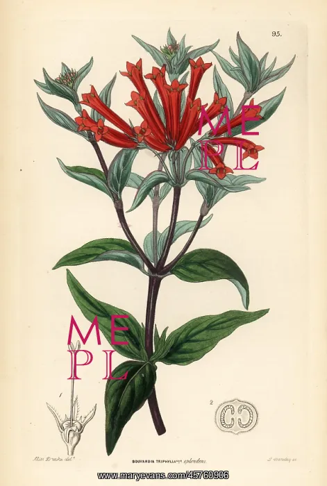 : Firecracker bush, Bouvardia ternifolia : Firecracker bush, Bouvardia ternifolia
