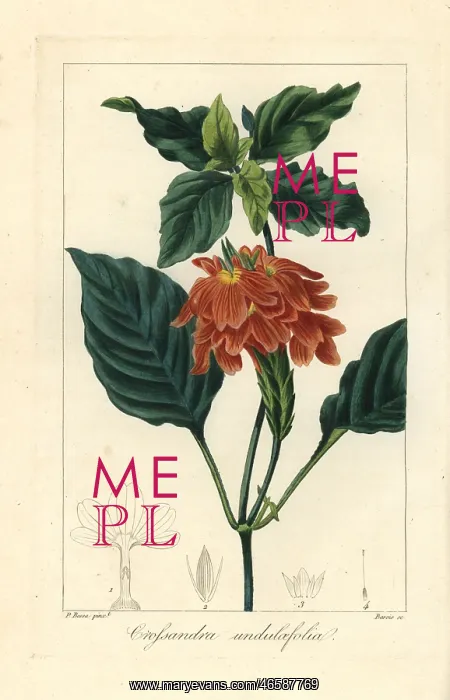 : Firecracker flower, Crossandra infundibuliformis : Firecracker flower, Crossandra infundibuliformis