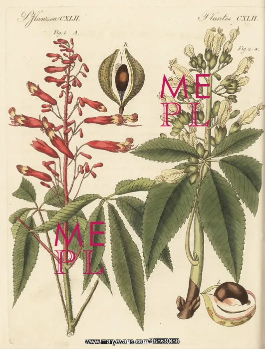 : Firecracker plant and common buckeye : Firecracker plant and common buckeye