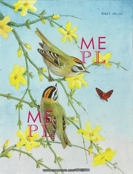: Firecrests and Pink Underwing ' on winter jasmine : Firecrests and Pink Underwing ' on winter jasmine